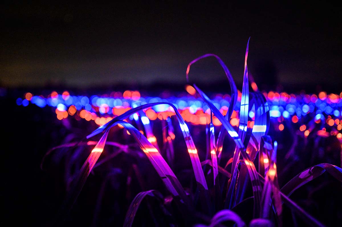 GROW by Daan Roosegaarde