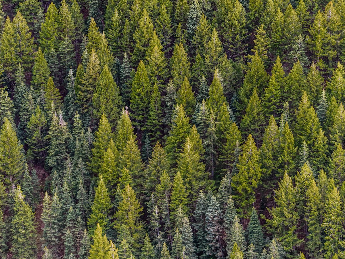 Italian Wood