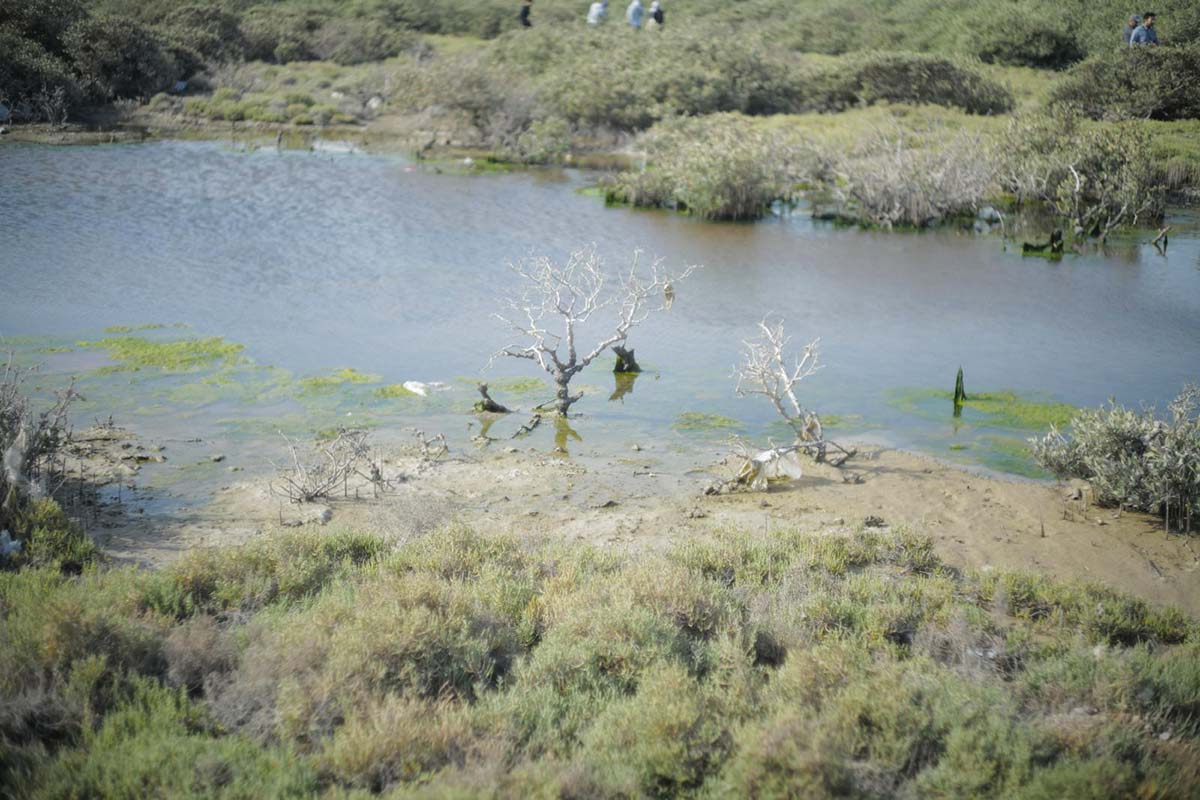 Ras Sanad Mangroves